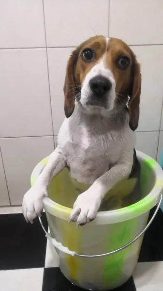 dog washing the bath with a white towel
