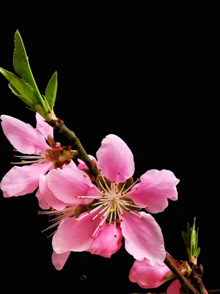 beautiful pink magnolia flowers on a black background