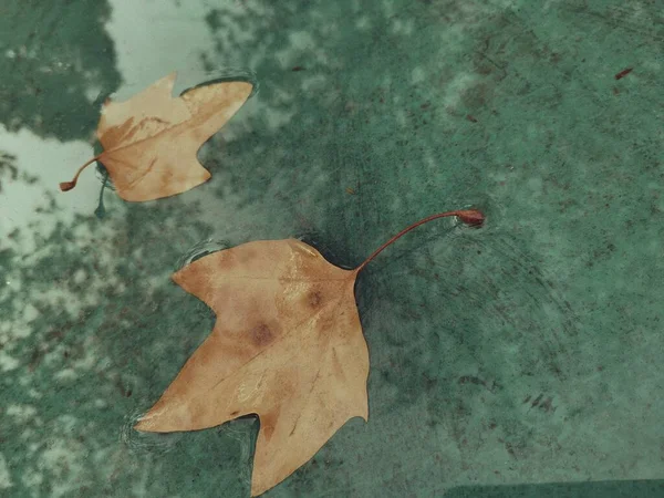 autumn leaves on a background of a dry leaf