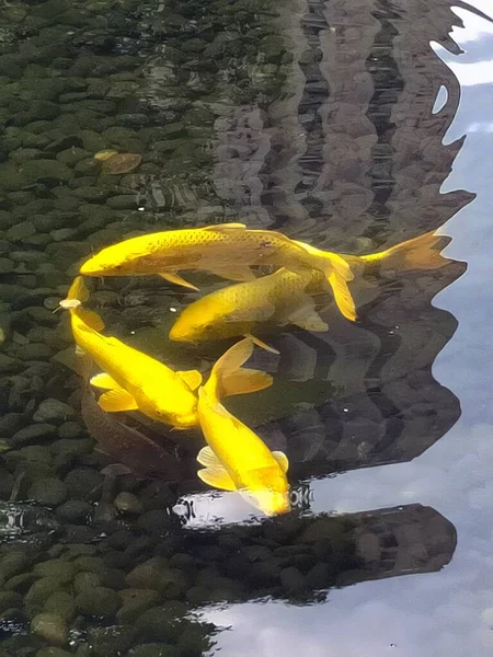 beautiful yellow fish in the water