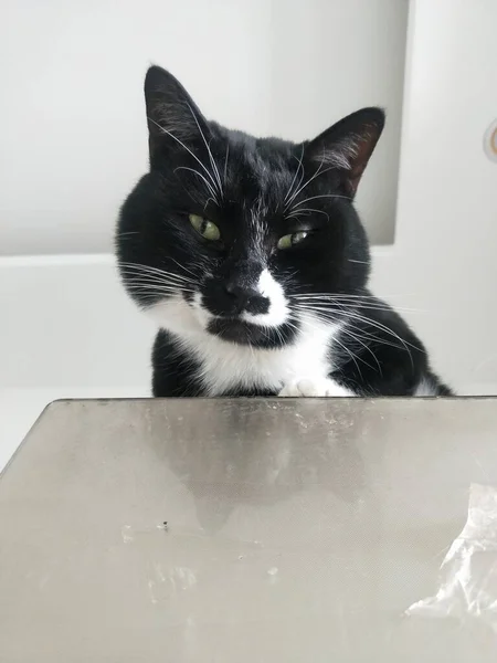 black and white cat with a glass of water