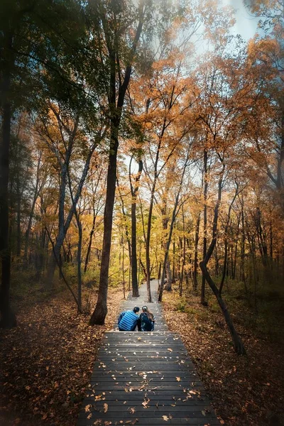 beautiful autumn landscape with trees and leaves