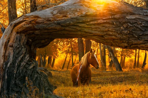 beautiful horse in the forest