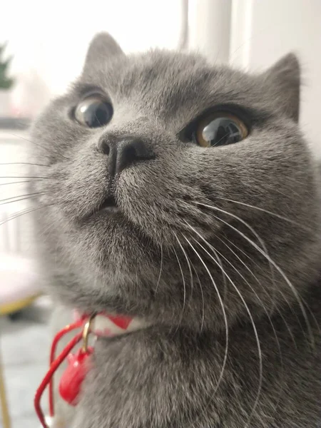 stock image cat with a white background