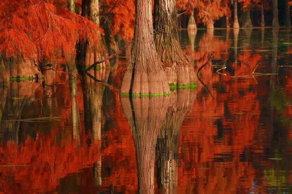 beautiful landscape with reflection of trees and reflections