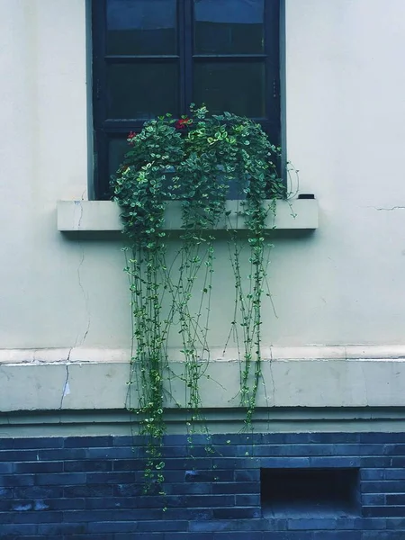 window with a green plant