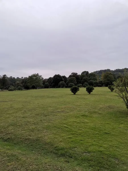 green grass and trees in the park