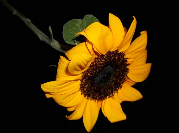 yellow sunflower on black background