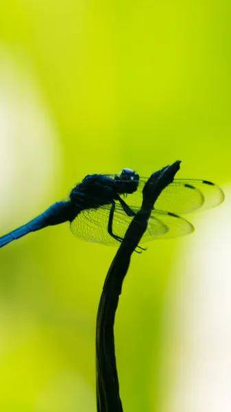 green leaf, flora and fauna