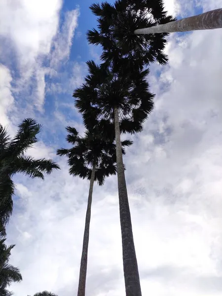 palm tree in the park