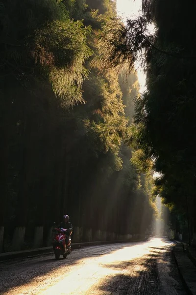 man riding a bicycle in the forest