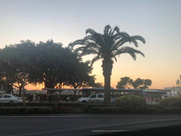 palm trees in the city of barcelona