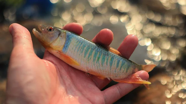 hand holding a fish caught on the lake