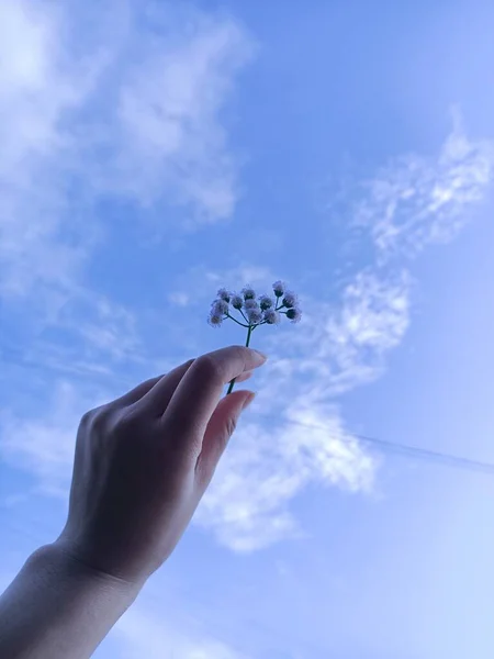 hand holding a flower on a blue sky background