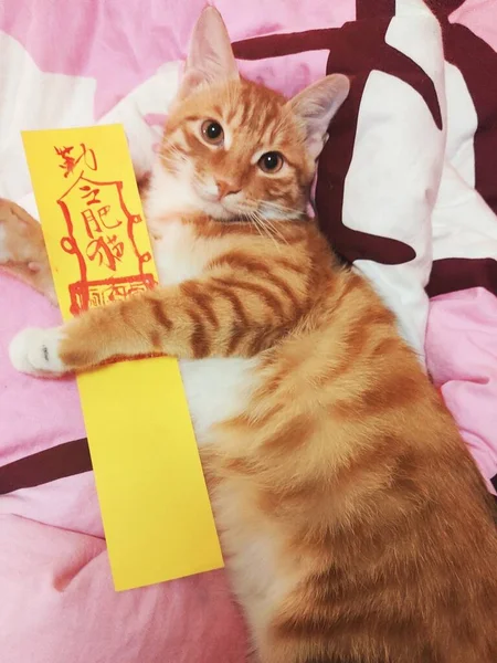 cute cat with a red ribbon on the bed