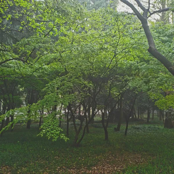 Stock image green trees in the forest