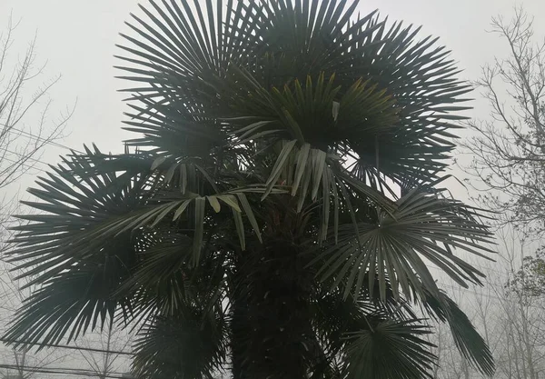 palm trees in the city of barcelona