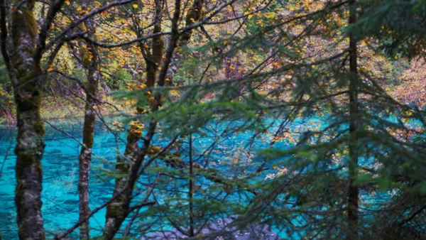 beautiful autumn landscape with trees and leaves