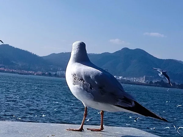 stock image seagull flying in the sea