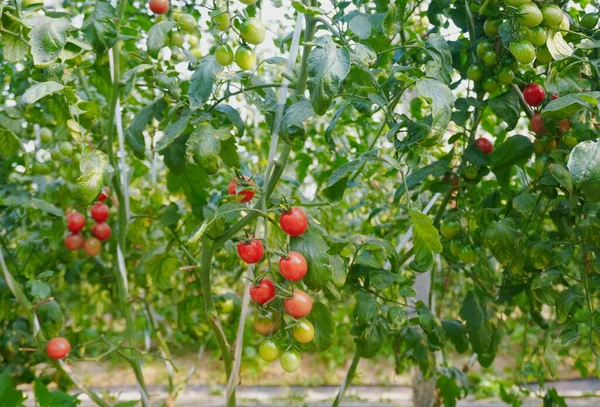 red ripe tomatoes on a tree