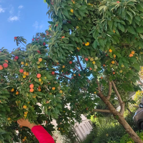 green tree with red and white fruits