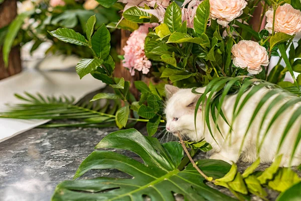 cute cat with flowers on a wooden background