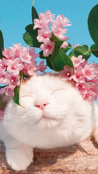 cute cat with flowers on a blue background