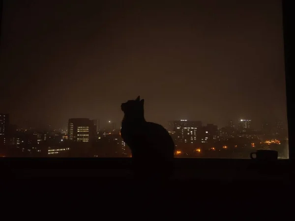 silhouette of a cat on the roof of the city