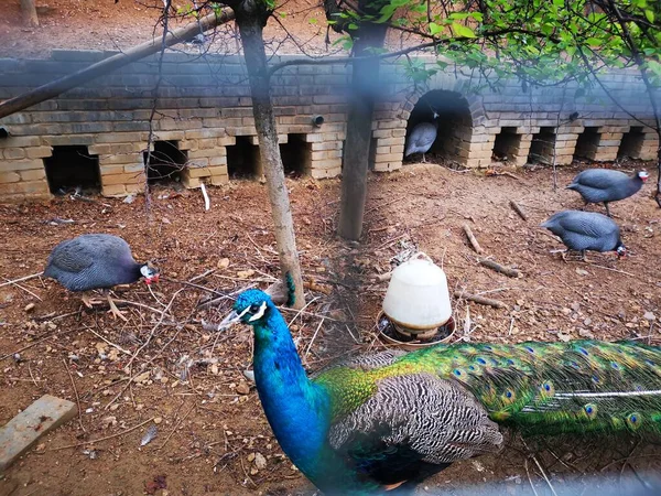 beautiful peacock with blue eyes