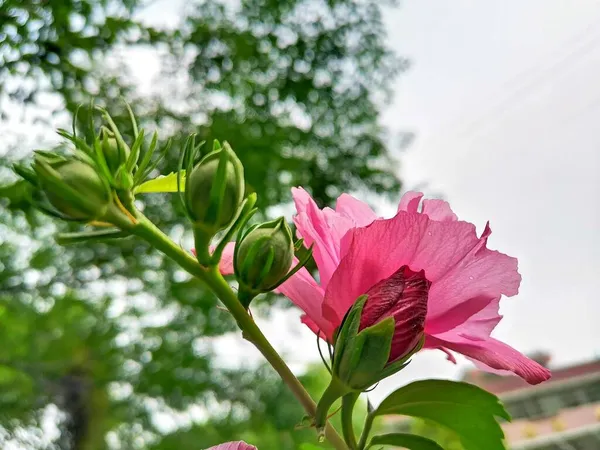 Stock image beautiful pink flower in the garden 