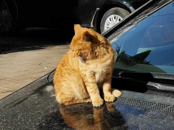 homeless cat sitting on the car