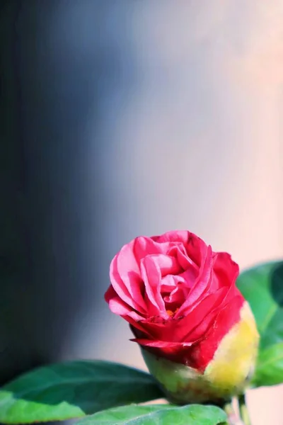 beautiful pink rose on a dark background