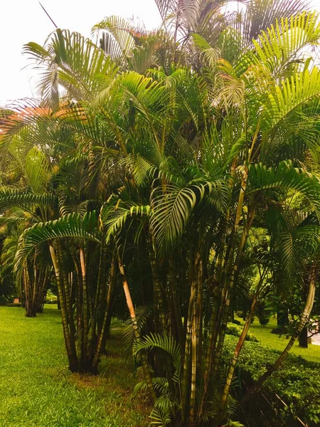 green palm trees in the park