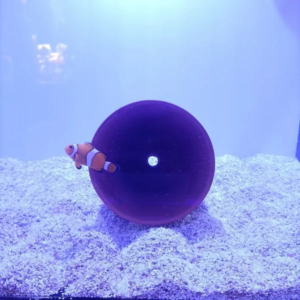 blue ball with balls on a purple background