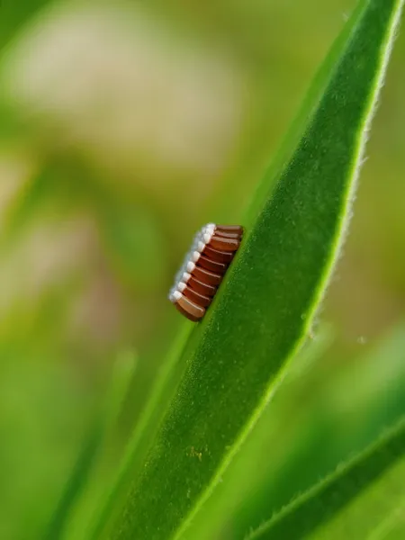 caterpillar insect, flora and fauna