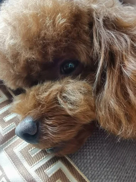 dog with a sad face