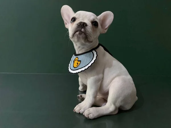 french bulldog puppy on a black background