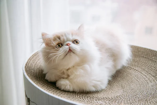 cute fluffy cat on sofa