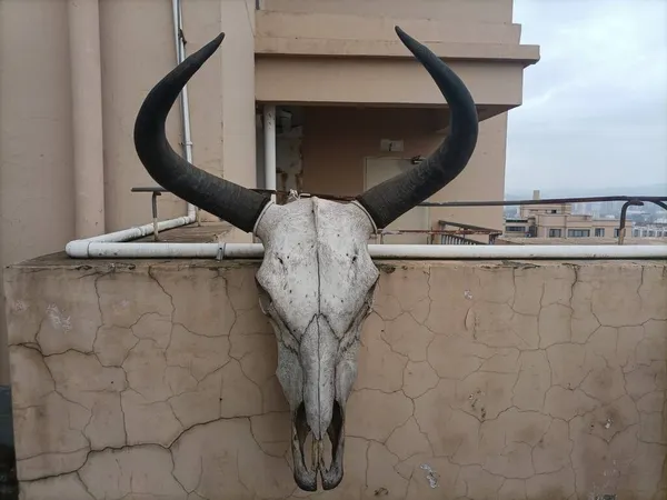 bull with horns and a large neck
