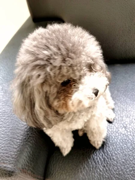 cute little fluffy dog on the sofa