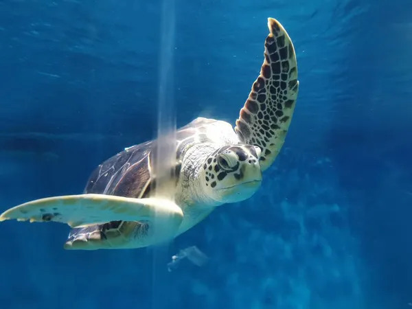 beautiful sea turtle in the water