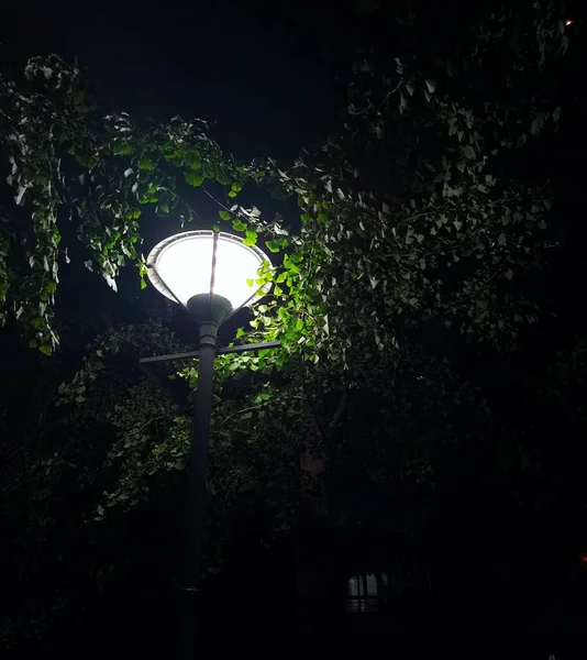 street lamp in the night