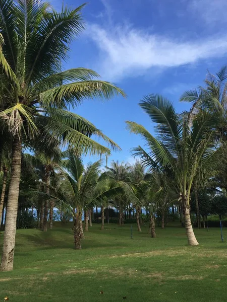 palm trees in the park