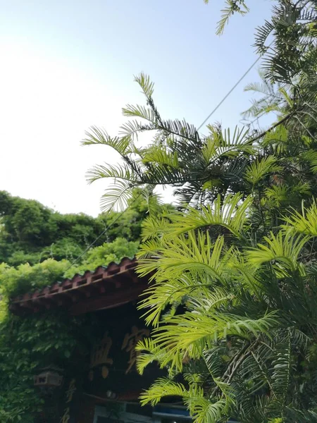 beautiful tropical palm tree in the forest