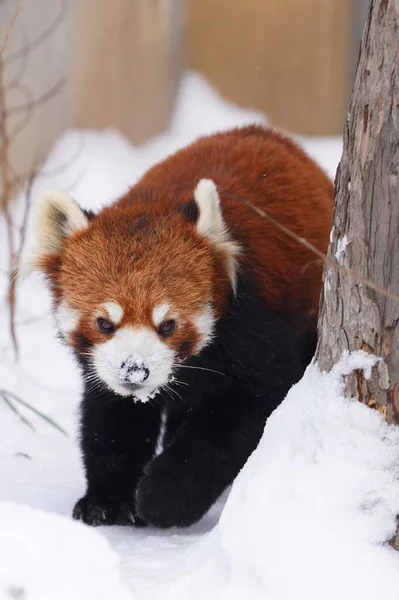 red panda in the forest