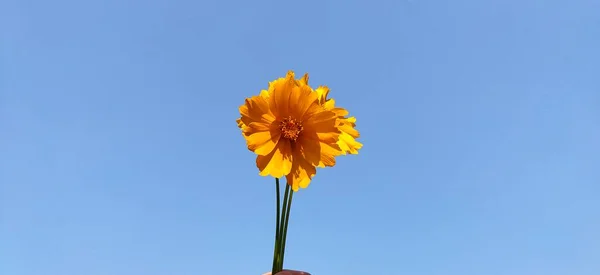 yellow flower on blue sky background