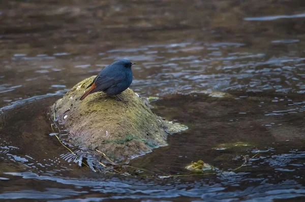 a bird is sitting on a log in the river