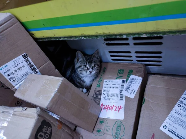 cat in the box