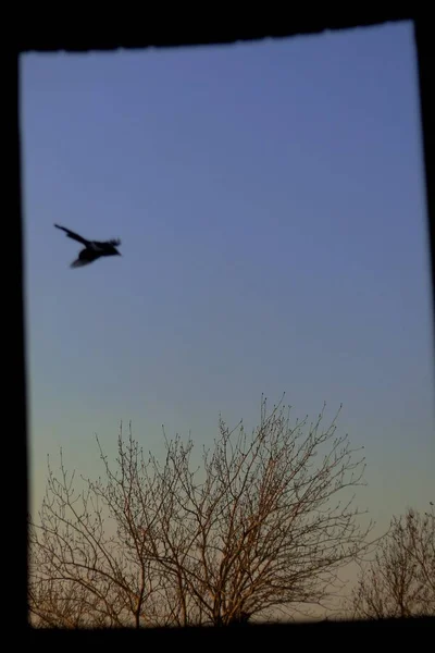 silhouette of a bird on the roof of the house
