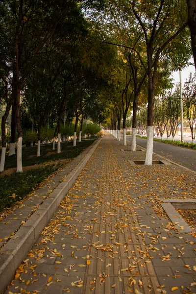 stock image autumn park in the city